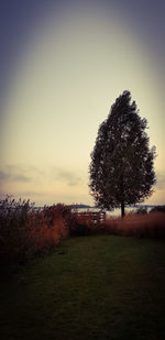 Tree on field against sky during sunset