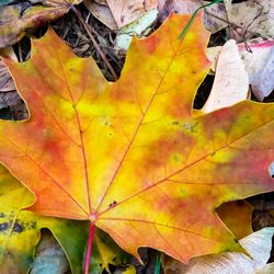 Close-up of yellow maple leaves