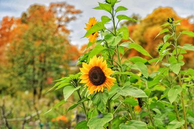 Close-up of yellow flowering plant