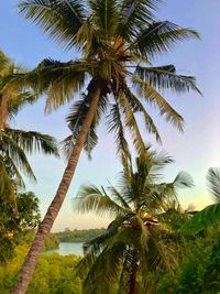 Low angle view of palm trees against sky