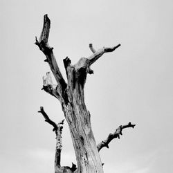 Low angle view of tree against clear sky