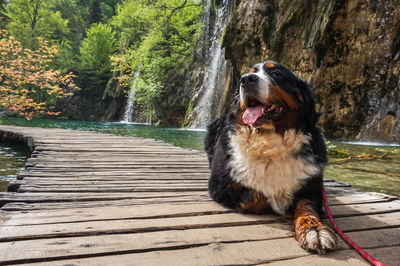 Portrait of a dog looking away