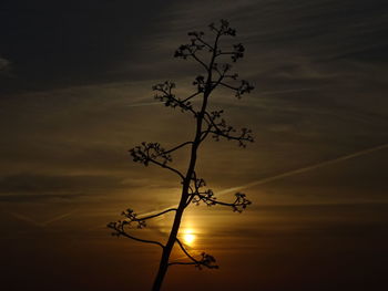 Low angle view of silhouette tree against sky at sunset