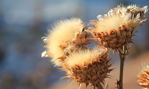 Close-up of flowers