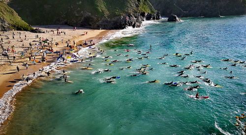 High angle view of ducks swimming in sea