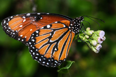 Close-up of butterfly on plant