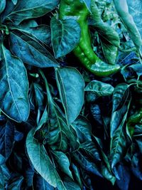 Full frame shot of fresh green leaves