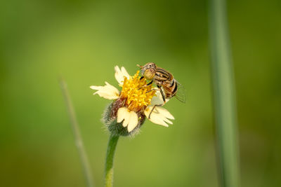 Close-up of bee on flower