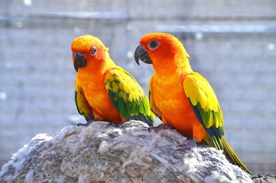 Close-up of parrot perching in a water