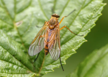 Close-up of insect on leaf