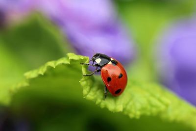 Close-up of ladybug on flower