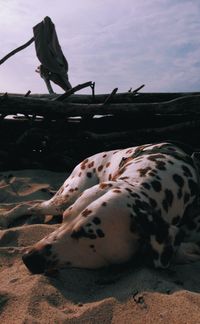 dalmatian dog