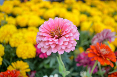 Close-up of pink flowering plants