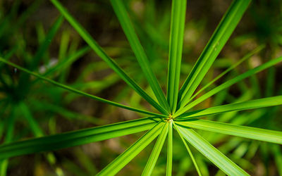 Full frame shot of green leaf