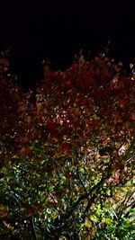 Low angle view of trees against sky