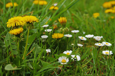 Close-up of white flowering plants on field