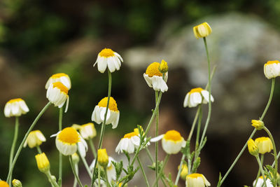 Several chamomile flowers , white rays florets and yellow disc , a green and out of focus background