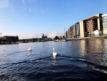 Swan swimming in city against clear sky