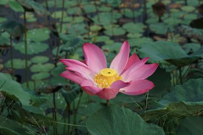 Close-up of yellow flower