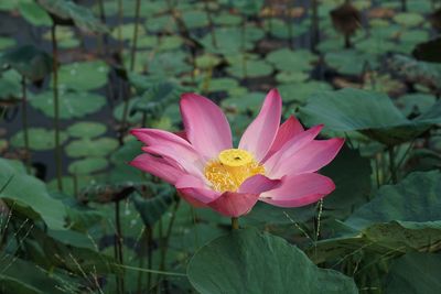 Pink lotus flower