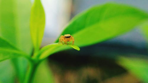 Close-up of ladybug on leaf