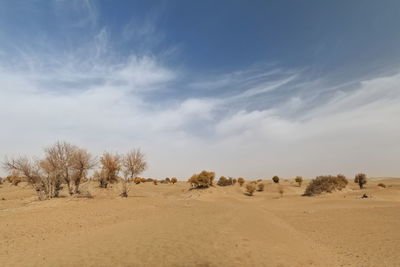 0328 tamarisk and desert poplar-populus euphratica deciduous trees-taklamakan desert. xinjiang-china