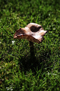 Close-up of mushroom growing on field