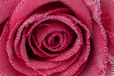 Red rose underwater covered with small air bubbles full frame close up 