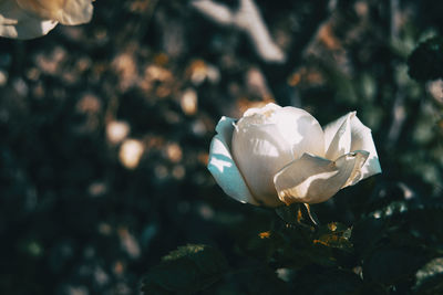 Close-up of white rose