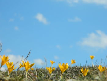 Yellow crocus growing on field against sky