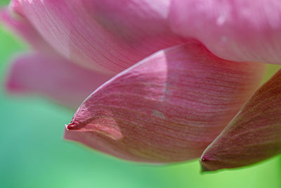 Close-up of pink flower petal