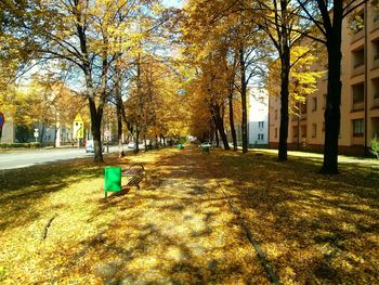 Trees in park