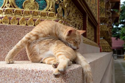 Cat resting in a room