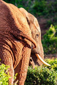 Close-up of elephant in addo