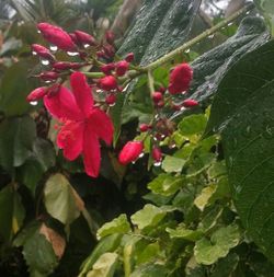 Close-up of pink flowers