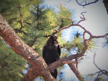 Low angle view of bird perching on branch