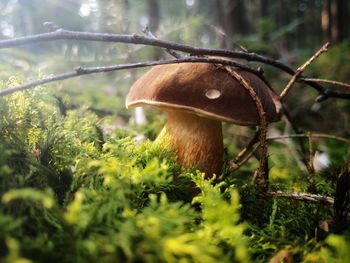 Close-up of mushroom growing on field