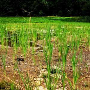 Scenic view of lake in field