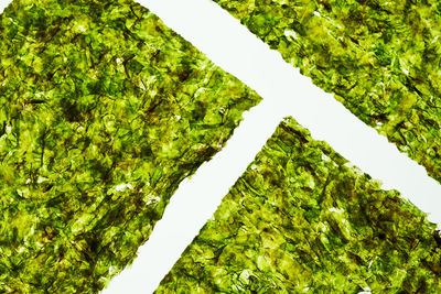 High angle view of agricultural field