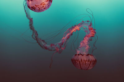 Close-up of jellyfish swimming in sea