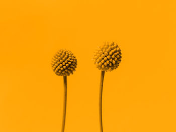 Close-up of white flowering plant against orange background