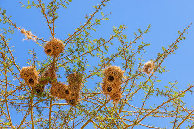 Weaver bird nests in a tree