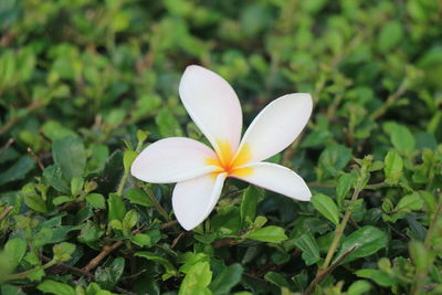 Close-up of frangipani blooming outdoors