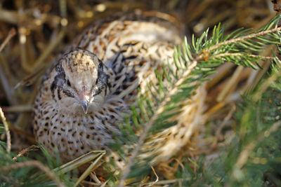 Laying quail in a habitat suitable for the species