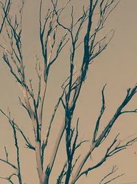 Bare trees against sky