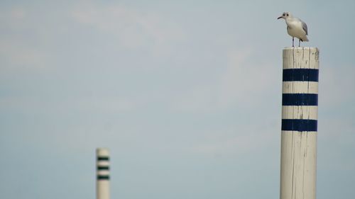 Low angle view of seagull perching on wooden post against sky