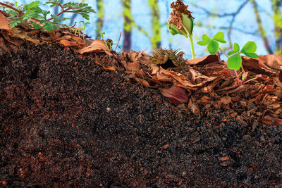 Close-up of leaves on tree trunk in forest