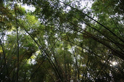 Low angle view of trees in forest