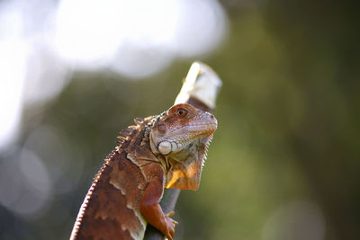 Close-up of a reptile looking away