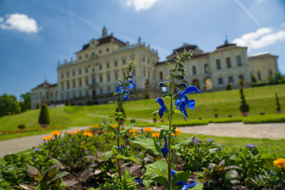 Blue flowering plants and buildings against sky